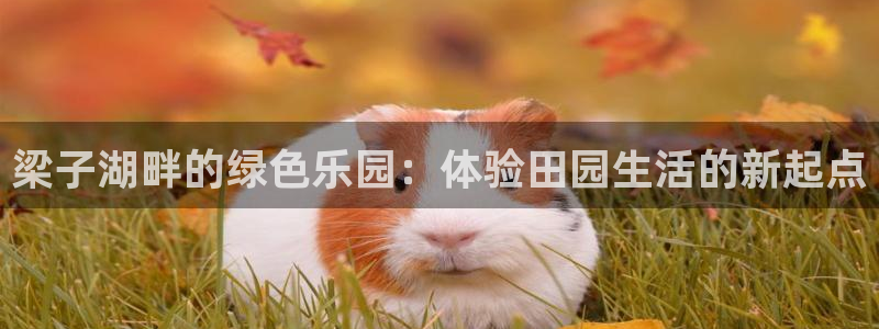 天辰娱乐指定