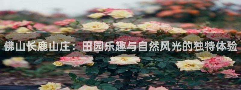 天辰娱乐2