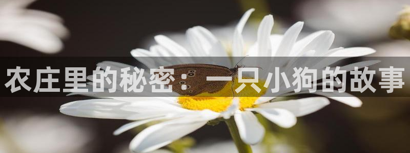 天辰娱乐官网平台入口